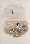 Sternula minuta. Little Tern.