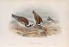 Strepsilas interpres. Turnstone