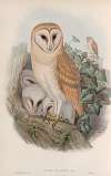 Strix flammea. Barn-Owl.