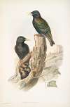 Sturnus vulgaris. Starling.