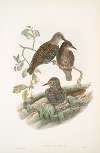 Sturnus vulgaris. Young. Starling (young).