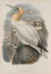 Sula bassana. Gannet, or Solan Goose.
