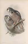 Surnia funerea. Hawk Owl.