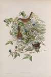 Sylvia cinerea. Whitethroat.