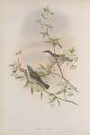 Sylvia curruca. Lesser Whitethroat.