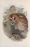 Syrnium aluco. Tawny or Brown Owl.