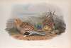 Syrrhaptes paradoxus. Pallas’s Sand-Grouse.