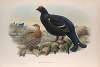 Tetrao tetrix. Blackcock.