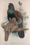 Tetrao urogallus. Capercailzie, or Cock of the Wood.