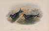 Thalassidroma Leachii. Forked-tailed Storm-Petrel.
