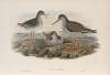 Totanus calidris. Redshank.