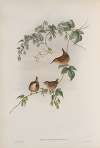 Troglodytes europæus. Common Wren.