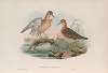 Tryngites rufescens. Buff-breasted Sandpiper.