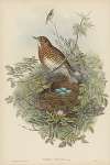 Turdus musicus. Thrush.
