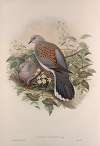 Turtur auritus. Turtle-Dove.