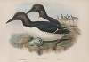 Uria troile. Common Guillemot.