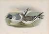 Xema Sabini. Sabine’s Gull.