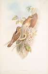 Yunx torquilla. Wryneck.