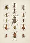 Chrząszcze (Beetles) Pl.01