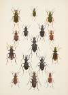 Chrząszcze (Beetles) Pl.02
