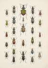 Chrząszcze (Beetles) Pl.03