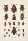 Chrząszcze (Beetles) Pl.04