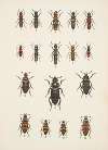Chrząszcze (Beetles) Pl.05