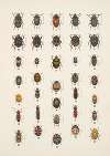 Chrząszcze (Beetles) Pl.06