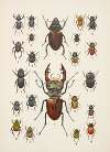 Chrząszcze (Beetles) Pl.07