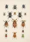Chrząszcze (Beetles) Pl.08
