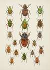 Chrząszcze (Beetles) Pl.09
