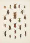 Chrząszcze (Beetles) Pl.10