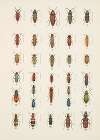 Chrząszcze (Beetles) Pl.11