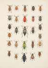 Chrząszcze (Beetles) Pl.12