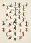 Chrząszcze (Beetles) Pl.13