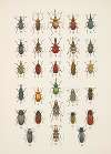 Chrząszcze (Beetles) Pl.14