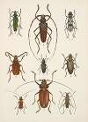 Chrząszcze (Beetles) Pl.15