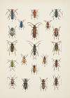 Chrząszcze (Beetles) Pl.16