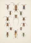 Chrząszcze (Beetles) Pl.17