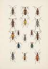 Chrząszcze (Beetles) Pl.18