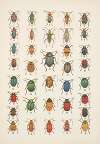Chrząszcze (Beetles) Pl.19
