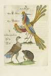 Aves Regiae