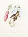 Phaetomis Enrynome