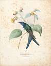 Eupetomena Hirundo