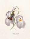 Amazilia Cinnamomea