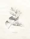 Panterpe Insignis