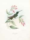 Eudosia Traviesi