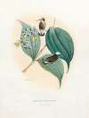 Microchera Albocoronata