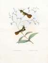Diana Adorabilis, Paphosa Helenae