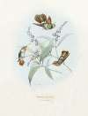 Lophornis Magnificus